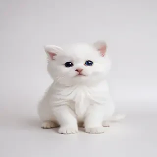 cute white background