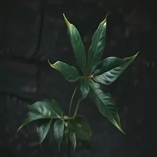 plant iphone wallpaper