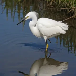 snowy egret
