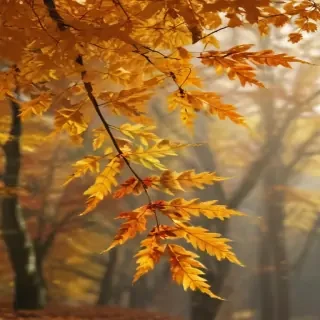 fall png