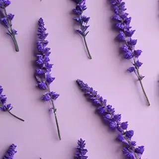 aesthetic lavender wallpaper