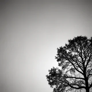 tree background
