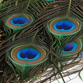 peacock feather png
