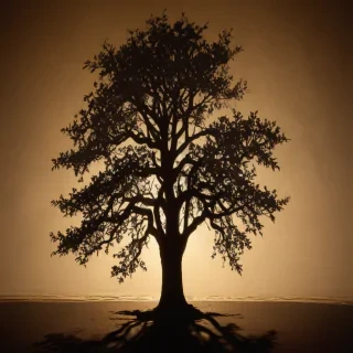 shadow wallpaper