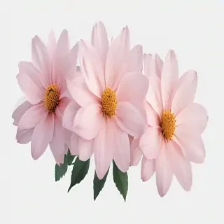 aesthetic flowers transparent