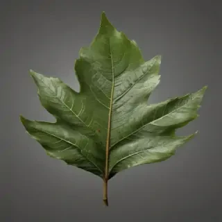 leaf png transparent