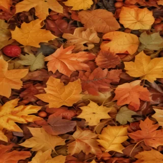 autumn leaves png