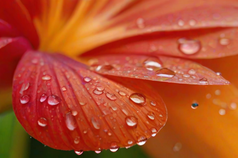 a close-up of a vibrant orange and red flower petal with water droplets against a blurred colorful background