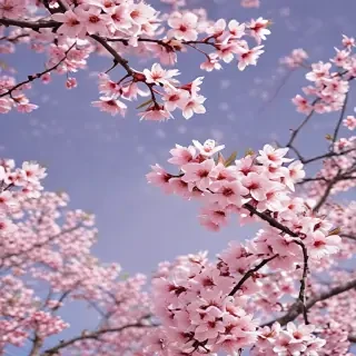 sakura background