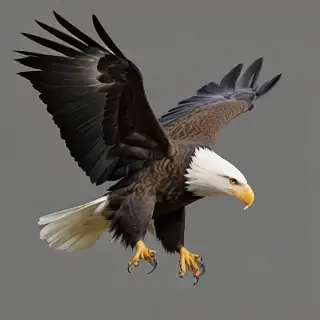 bald eagle png