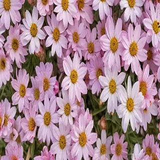 spring flowers
