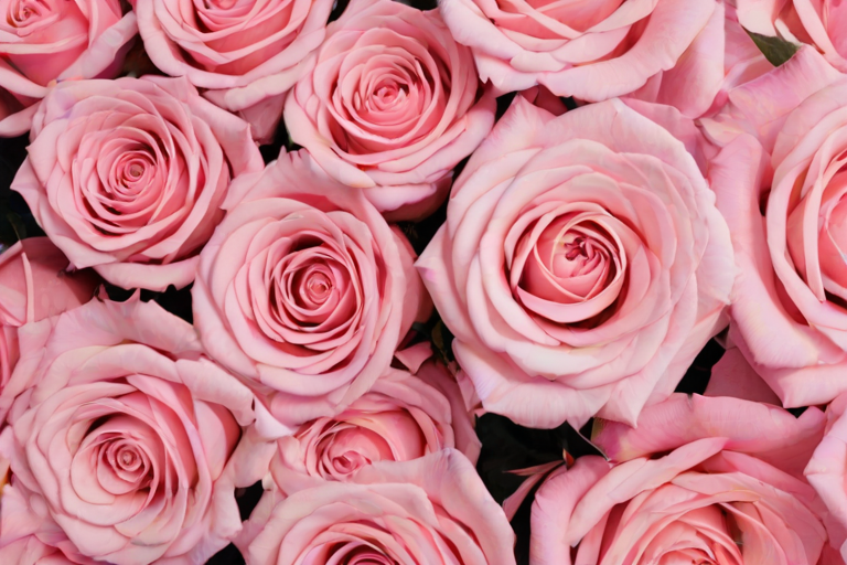 rose pink aesthetic wallpaper