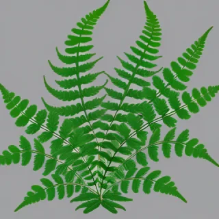 transparent fern png