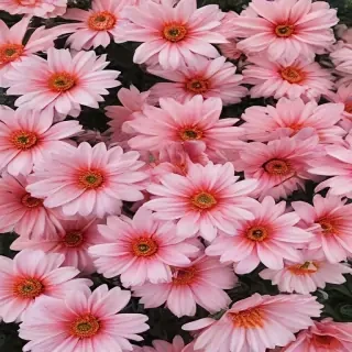 flowers aesthetic