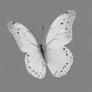 white butterfly png