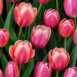 tulip flower