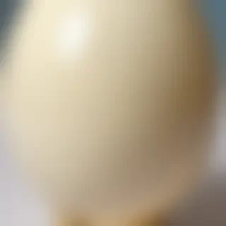 ostrich egg