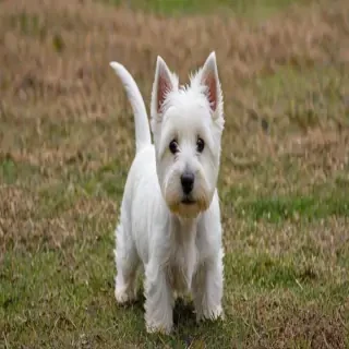 west highland terrier