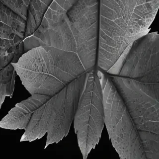 leaf in black and white