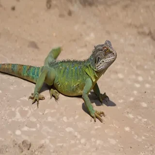 dragon lizard