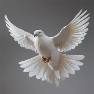 dove png