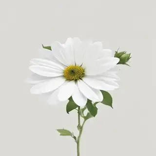 white flower transparent background