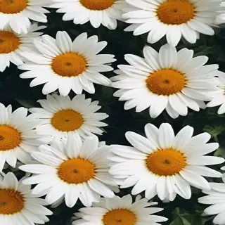 aesthetic daisy wallpaper