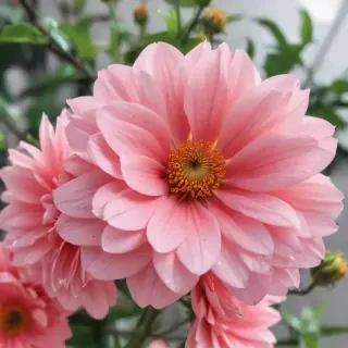 cute aesthetic flower wallpapers