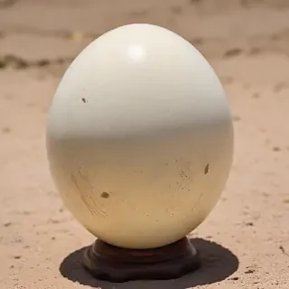 ostrich egg