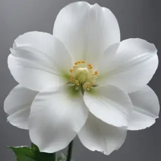 white flower transparent