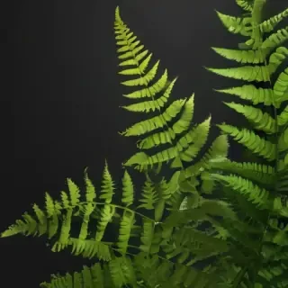 transparent fern png