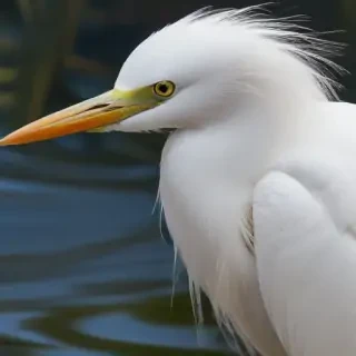 snowy egret
