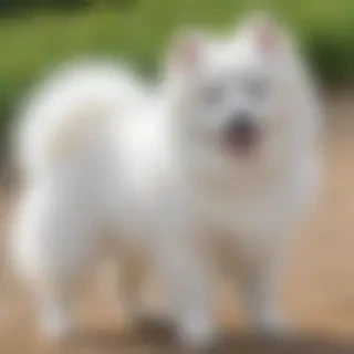 japanese spitz dog breed