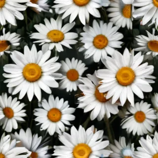 aesthetic daisy wallpaper