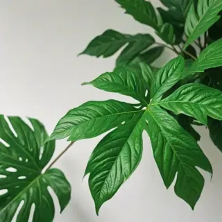 green aesthetic png