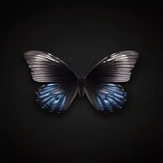 black butterfly wallpaper
