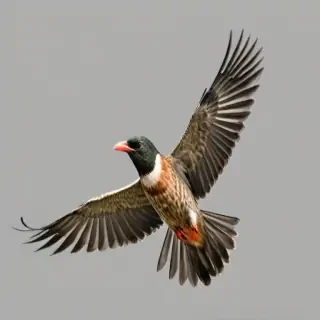 birds flying transparent background