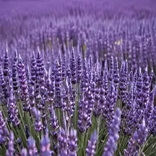 lavender phone background