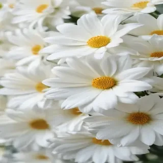 iphone white flower wallpaper