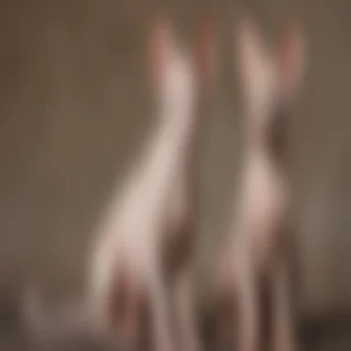 peterbald breed