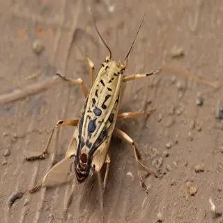 locust bug
