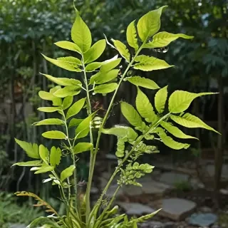 transparent plants