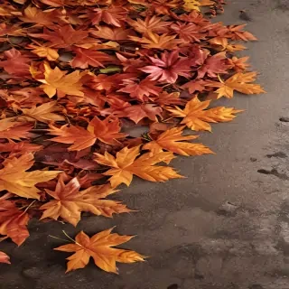 autumn wallpaper phone