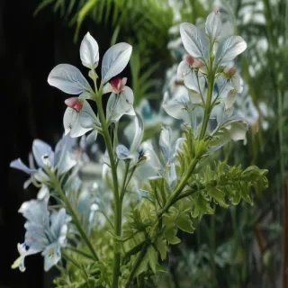 transparent plants