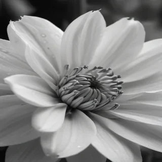 flower images black and white