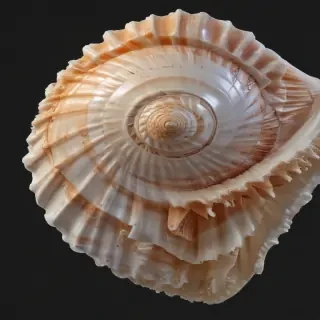 seashell png
