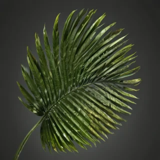 palm tree leaf png