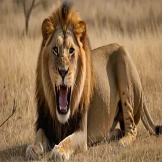 lion roar png
