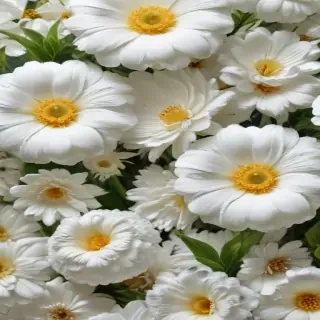 background white flower