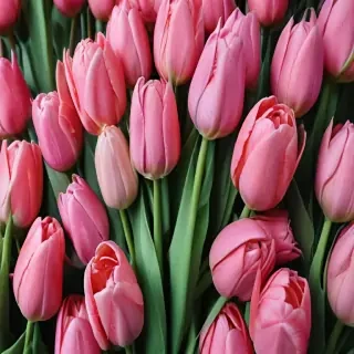 tulips wallpaper aesthetic